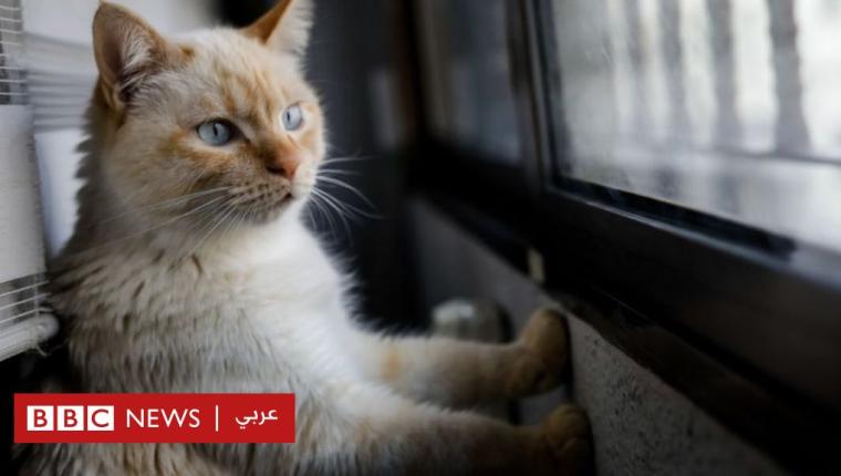 تحرير القطط من الحبس المنزلي بعد ثلاثة اشهر من تقييد حركتها