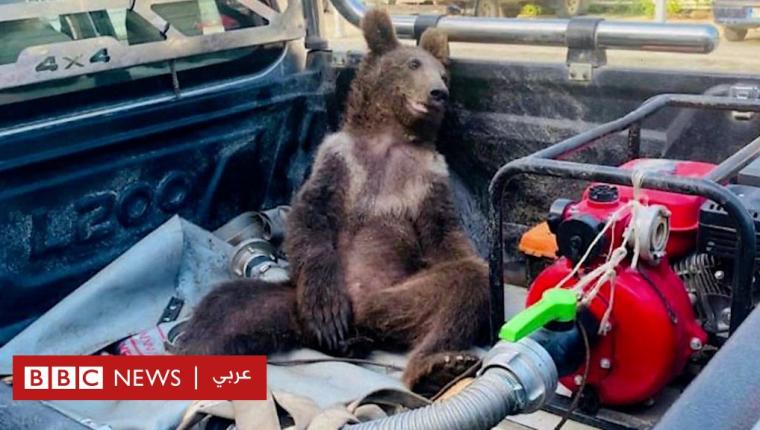 دب يسكر بعد تناول "العسل المجنون"