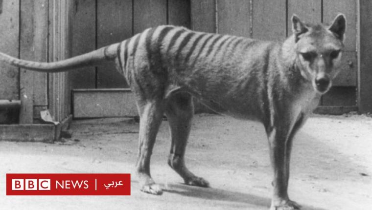 مشروع بملايين الدولارات لإعادة إحياء نمر منقرض