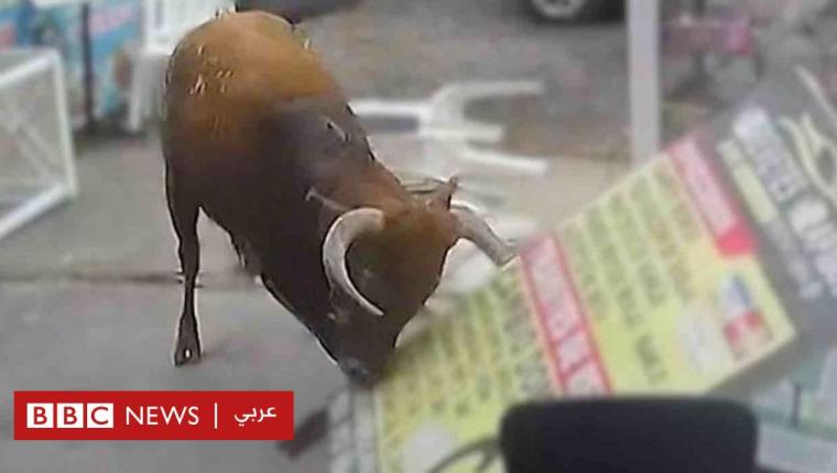 ثور هائج يصيب شخصا في محل ببيرو