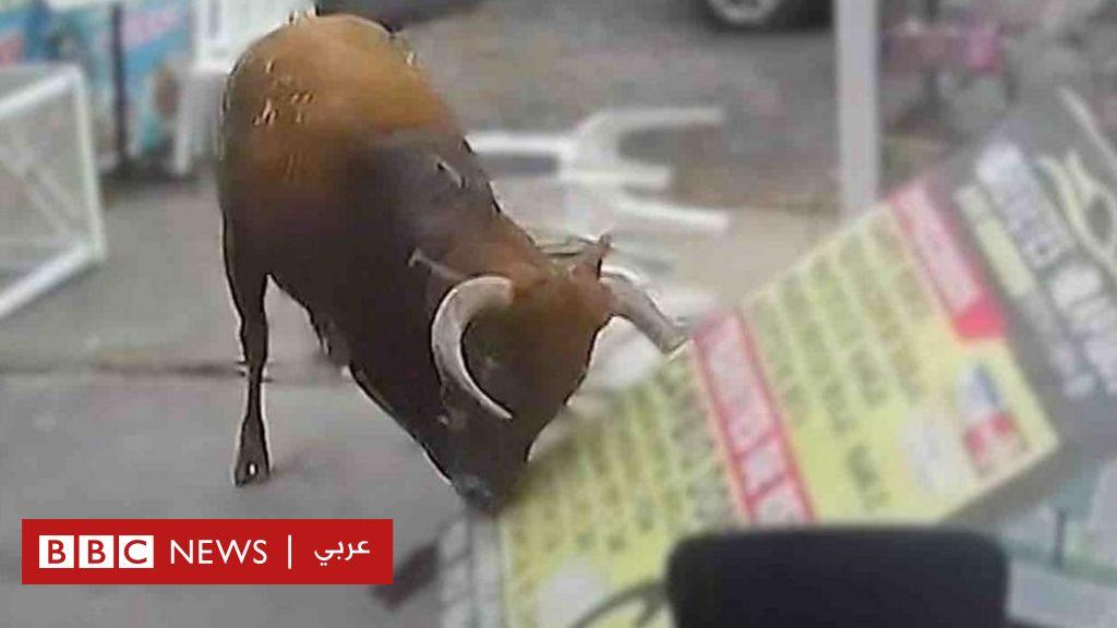 ثور هائج يصيب شخصا في محل ببيرو