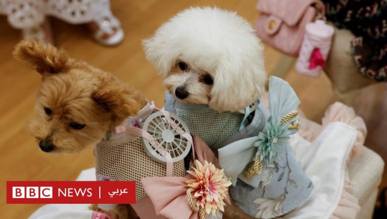 الكلاب “تذرف الدموع فرحا” عند عودة أصحابها إلى المنزل بعد يوم عمل- دراسة جديدة