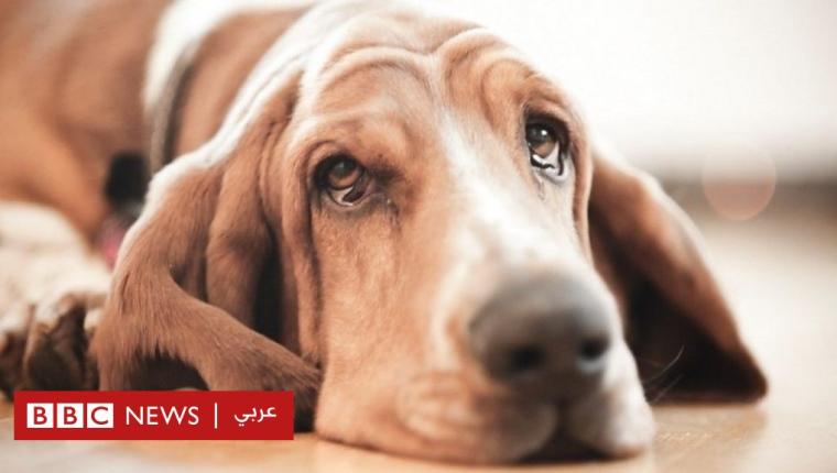 كيف تذرف الكلاب “دموع الفرح”؟