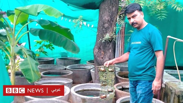 كيف استطاعت الهند تحقيق طفرة في مجال استزراع اللؤلؤ ومنافسة الأسواق الصينية؟