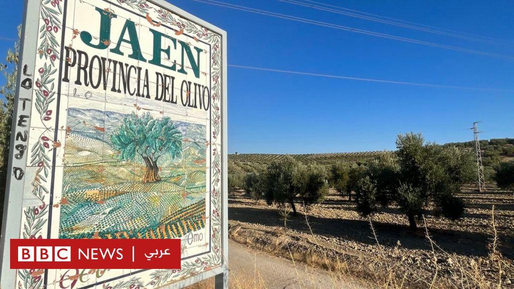الجفاف في أوروبا: خطر محدق بصناعة زيت الزيتون في إسبانيا بسبب أسوأ موجة تشهدها البلاد