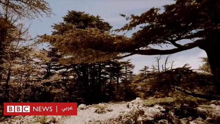 أرز: النيران تهدد إحدى أكبر محميات الأرز في لبنان