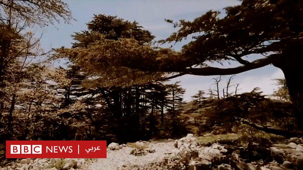 أرز: النيران تهدد إحدى أكبر محميات الأرز في لبنان