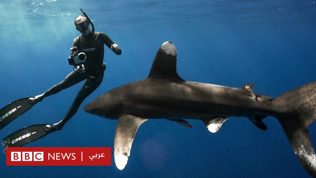 مشاهد مذهلة تظهر كيفية تجنب هجوم سمك القرش