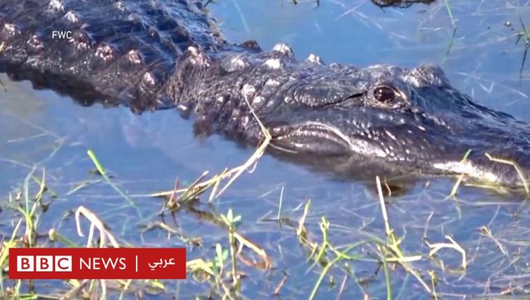 رجل يفقد ذراعه في هجوم لتمساح بفلوريدا