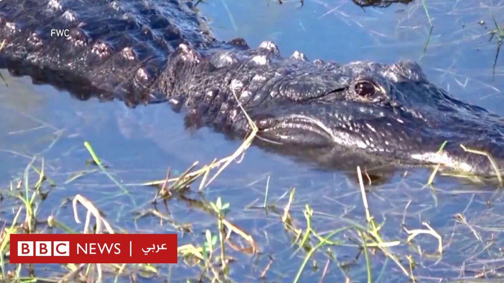 رجل يفقد ذراعه في هجوم لتمساح بفلوريدا