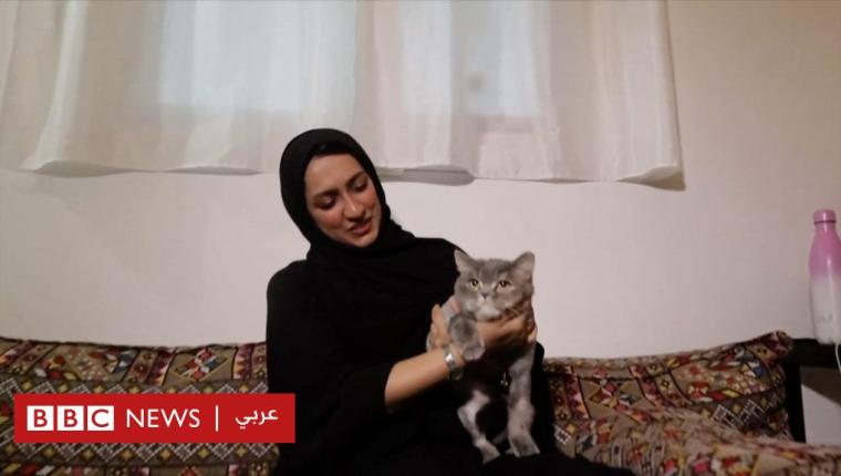 لماذا يتخلى الكثيرون في الإمارات عن قططهم؟