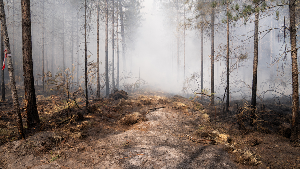 دخان من حريق قريب في غابة في جيروند بالقرب من بوردو