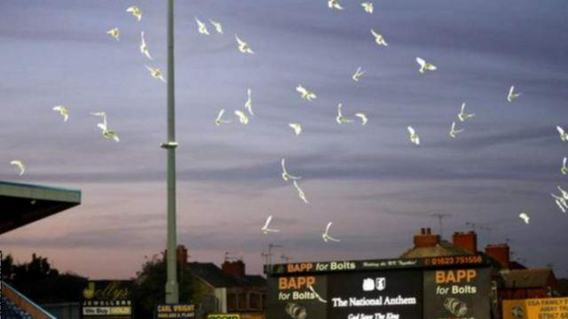 نادي مانسفيلد تاون أطلق 96 حمامة قبل مباراته في القسم الثاني